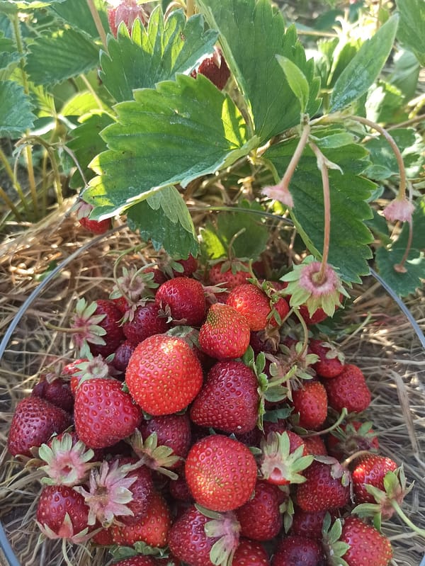 Erdbeere bio