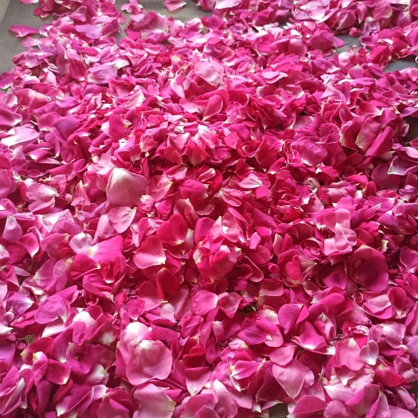 Rosenblütentee